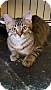 Adopt A Pet :: Tinker - Fort Worth, TX