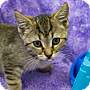 Adopt A Pet :: Odie - Addison, IL