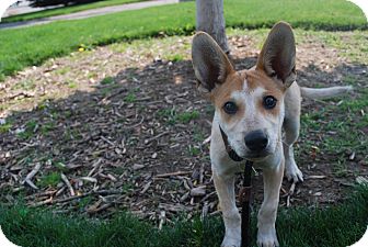 Coyote | Adopted Puppy | Twin Falls, ID | Australian Cattle Dog Mix