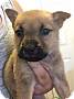Adopt A Pet :: Elizabeth Swann