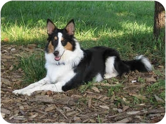 Scarlett Adopted Dog Bellevue Ne Border Collie