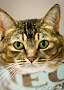 Adopt A Pet :: Jules - Belton, MO