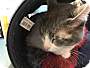 Adopt A Pet :: MarySue - Oakland, CA
