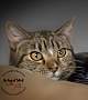 Adopt A Pet :: Tuscany - Belton, MO