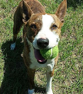 Orange Lake, FL - Australian Kelpie/Bull Terrier Mix. Meet Miss Tess a ...