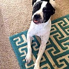 Adopt A Pet :: Sweetie - Denton, TX