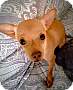 Adopt A Pet :: Tori - Gilbert, AZ