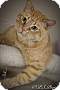 Adopt A Pet :: Bruce - Belton, MO
