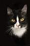 Adopt A Pet :: Capella - Belton, MO