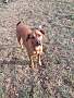 Adopt A Pet :: Rusty - Winchester, VA