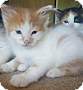 Adopt A Pet :: Oberon - Oakland, MI