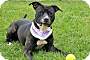 Adopt A Pet :: Dosha - South Haven, MI