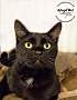 Adopt A Pet :: Natalya - Belton, MO