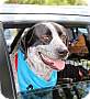 Adopt A Pet :: Zoura - Adoption Pending - Fort Worth, TX