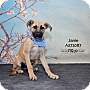 Adopt A Pet :: JANIE - Conroe, TX