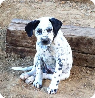 dalmatian mix labrador retriever zeus puppy mandeville canyon