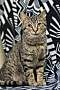 Adopt A Pet :: Twix - South Haven, MI