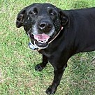 Adopt A Pet :: Maggie - Denton, TX