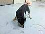 Adopt A Pet :: KING KONG - Conroe, TX