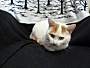 Adopt A Pet :: Snowball - South Haven, MI