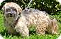 Adopt A Pet :: Starla - Simi Valley, CA