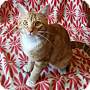 Adopt A Pet :: Gilmore - Addison, IL