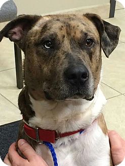 Huntley, IL - Catahoula Leopard Dog/Terrier (Unknown Type, Medium) Mix ...