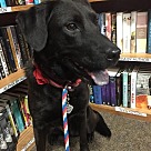Adopt A Pet :: Natasha - Denton, TX