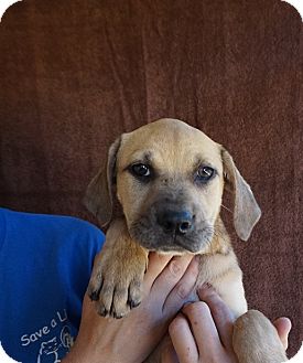 Maui | Adopted Puppy | Oviedo, FL | Rhodesian Ridgeback ...