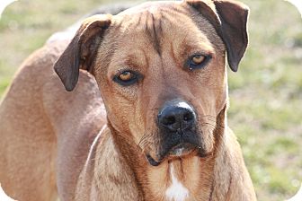 Brianna | Adopted Dog | Russellville, KY | Rhodesian ...