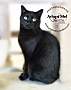 Adopt A Pet :: Ajay - Belton, MO