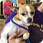 Adopt A Pet :: Gismo - Costa Mesa, CA