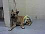 Adopt A Pet :: TROOPER - Conroe, TX