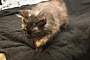 Adopt A Pet :: Samantha - South Haven, MI