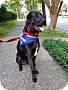 Adopt A Pet :: Newton - Raleigh, NC