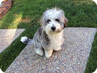 Annie | Adopted Dog | Pleasanton, CA | Havanese/Tibetan Terrier Mix