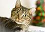 Adopt A Pet :: Mercy - Belton, MO