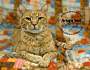 Adopt A Pet :: Charlie Tabby - Belton, MO