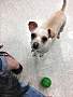 Adopt A Pet :: Kinsley - Gilbert, AZ