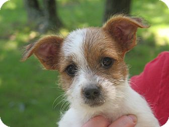 Parker | Adopted Puppy | LM | Hagerstown, MD | Parson ...