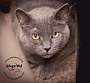 Adopt A Pet :: Joney - Belton, MO