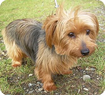 Cindy | Adopted Dog | Bellingham, WA | Silky Terrier/Yorkie, Yorkshire ...