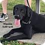 Adopt A Pet :: VADER - Conroe, TX