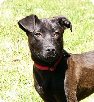 Wally | Adopted Dog | Mocksville, NC | German Pinscher/Labrador ...