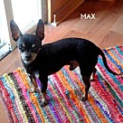 Adopt A Pet :: Max + Yodie - Denton, TX