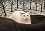 Adopt A Pet :: Boo Boo - South Haven, MI