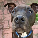 Adopt A Pet :: Manny II - Denton, TX