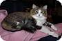Adopt A Pet :: Sierra - ROWLETT, TX