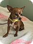 Adopt A Pet :: Peanut Butter - Costa Mesa, CA