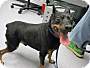 Adopt A Pet :: Kobe - Oakland, CA
